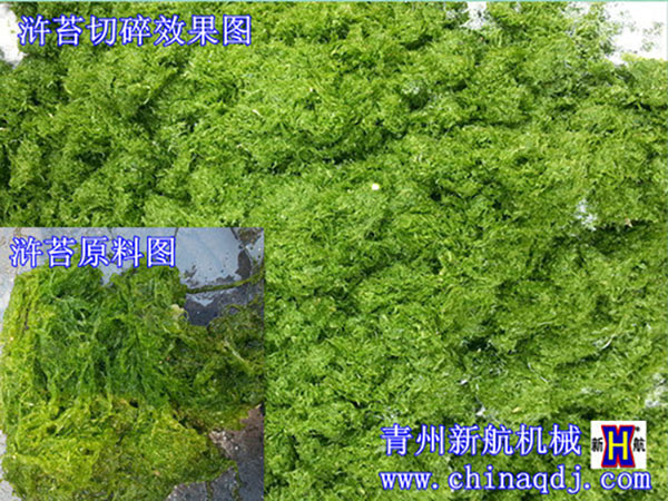  滸苔粉碎對(duì)比圖